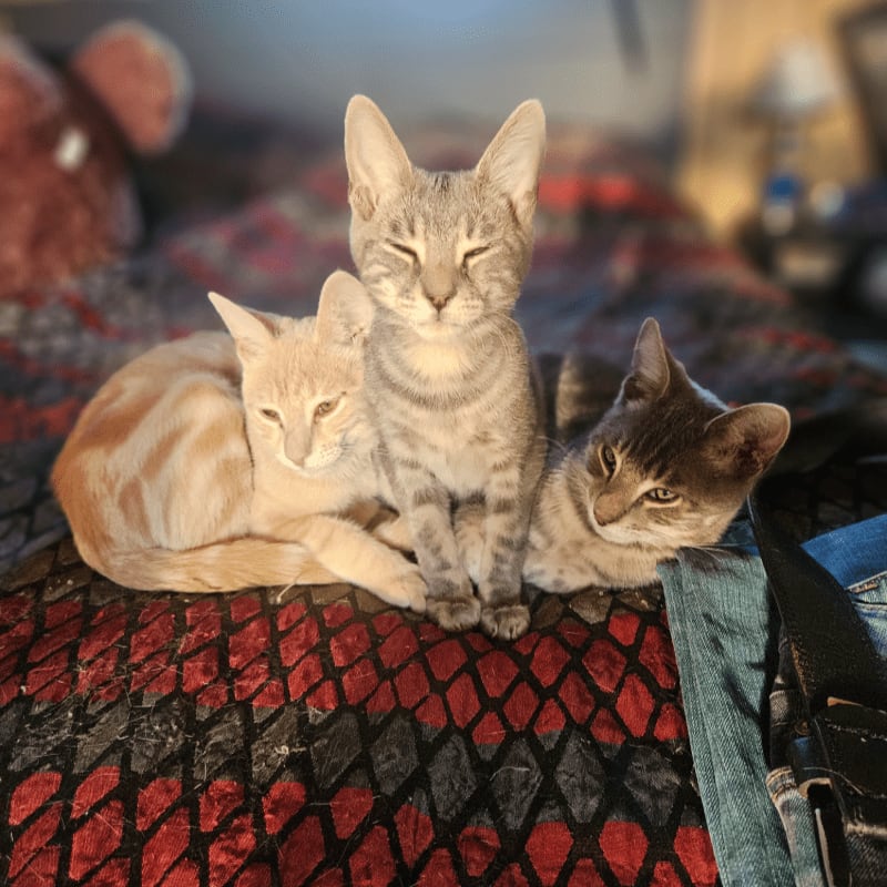 Three kittens huddle together on a patterned blanket, with a blurred stuffed animal and furniture in the background.