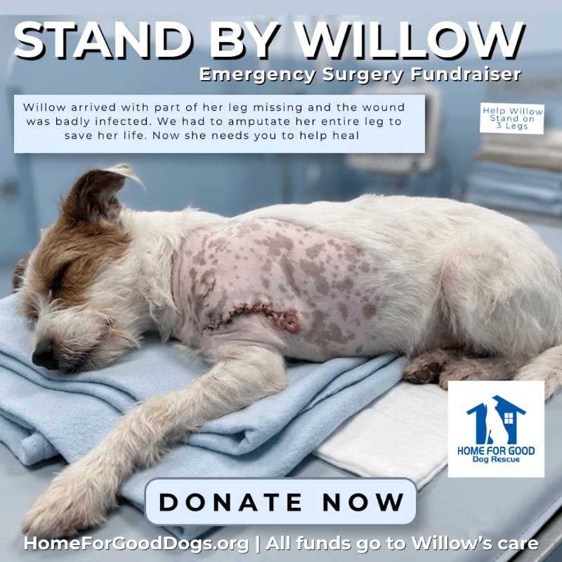 A scruffy dog with a bandaged leg rests on blankets in a veterinary clinic, with text overlaying the image calling for donations for Willow's emergency surgery.