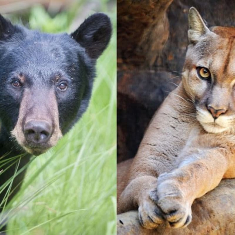 A black bear peeks through green grass in the foreground, while a cougar rests on a rocky ledge in the background.