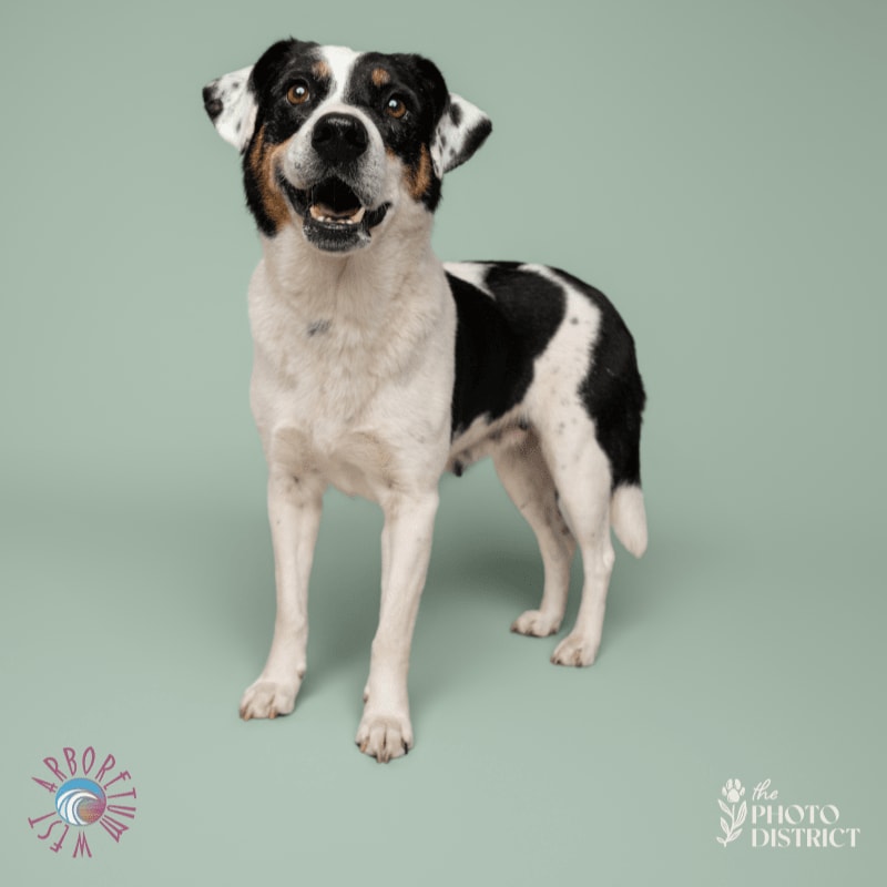 A happy, black and white dog stands on a light blue background with logos in the bottom corners.
