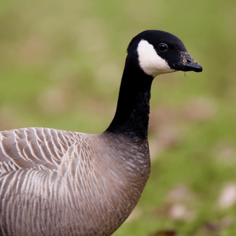 A Canada goose with its distinctive black neck and white cheek patch stands in the foreground against a softly blurred green background.