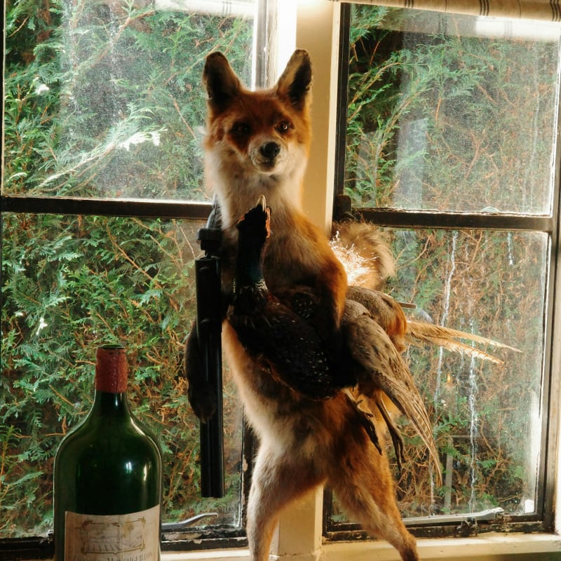 Stuffed fox holding a pheasant by a window