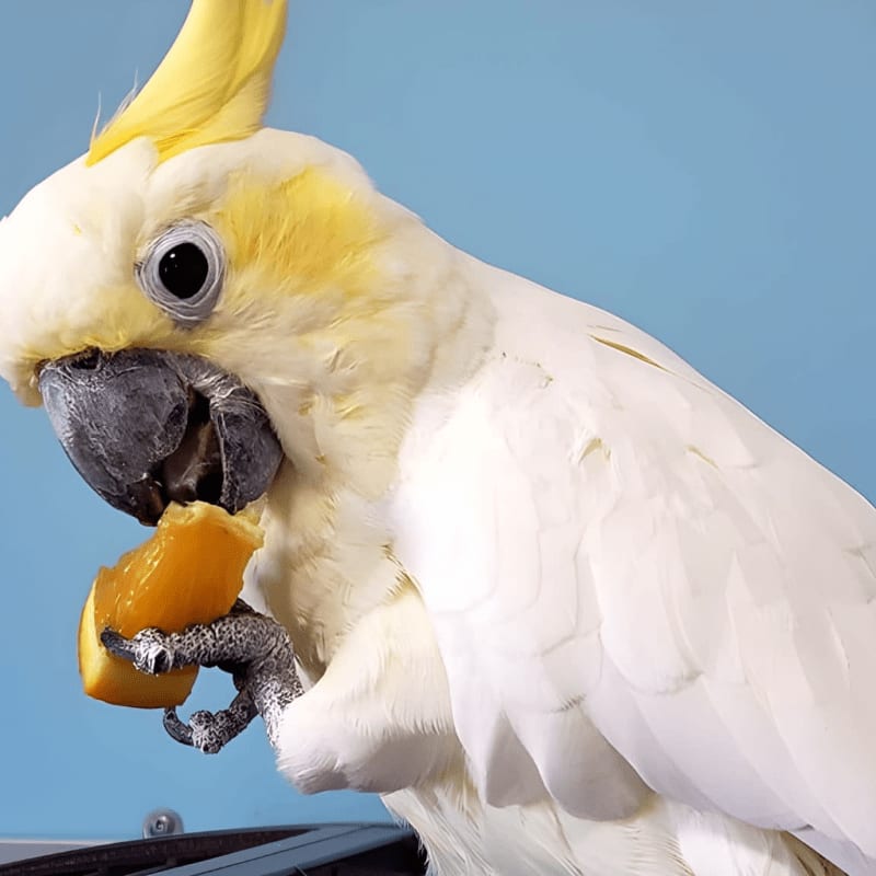 A white cockatoo with a yellow crest eats a piece of orange fruit in the foreground against a plain blue background.