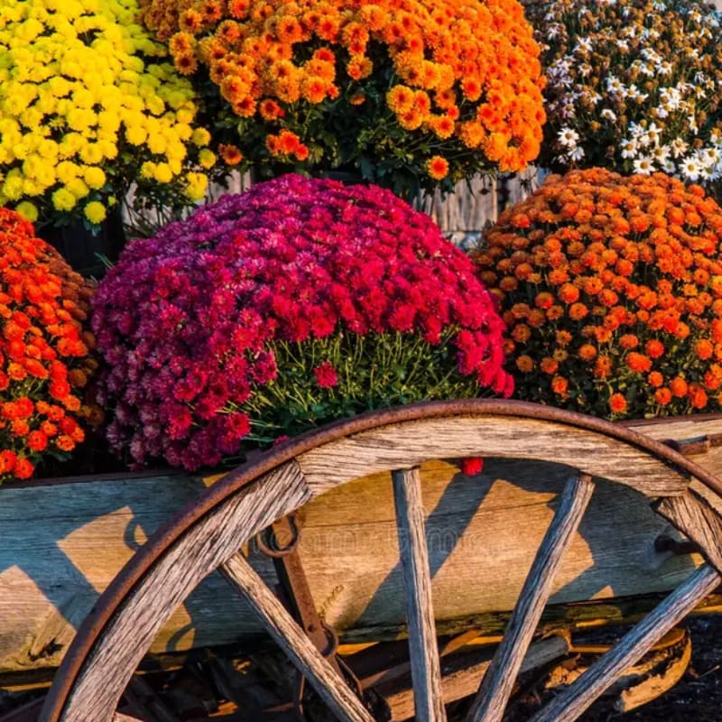 A rustic wooden wagon wheel frames a vibrant display of colorful mums in the foreground, with a blurred background of more autumnal blooms.