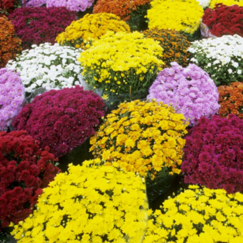 A vibrant foreground of colorful mums in shades of yellow, purple, and red is set against a blurred background of more blooming flowers.