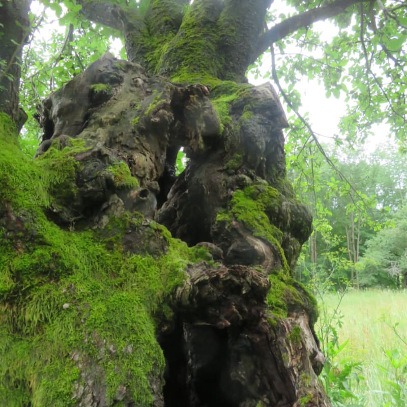 A gnarled, moss-covered tree trunk dominates the foreground, with a blurred green field and trees in the background.