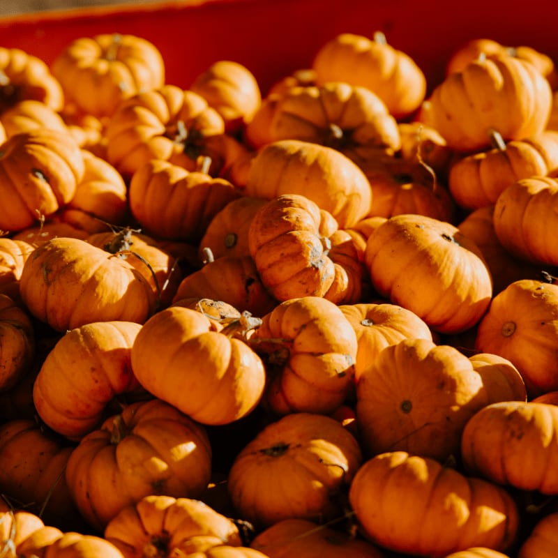 A large pile of small orange pumpkins