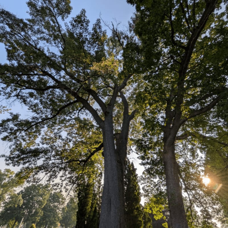 Two large trees with lush green leaves dominate the foreground, while a hazy sun shines through the branches in the background.