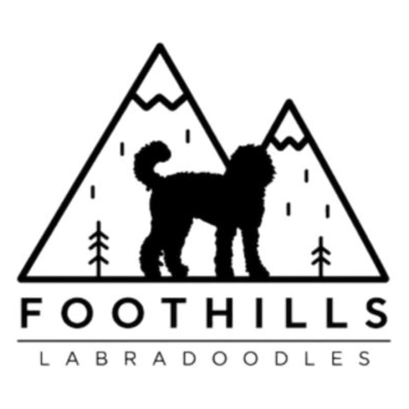 A black silhouette of a fluffy dog stands in front of two stylized mountains with trees, below the text "FOOTHILLS LABRADOODLES".
