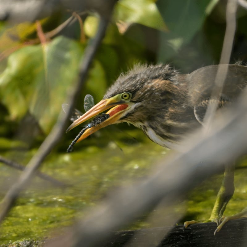 A green heron with a dragonfly in its beak stands on a mossy surface, framed by blurred branches and lush green foliage.