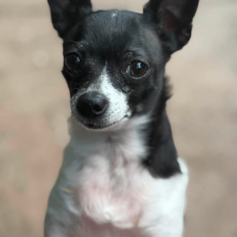 A black and white chihuahua with large ears looks directly at the camera, with a blurred, earthy-toned background.