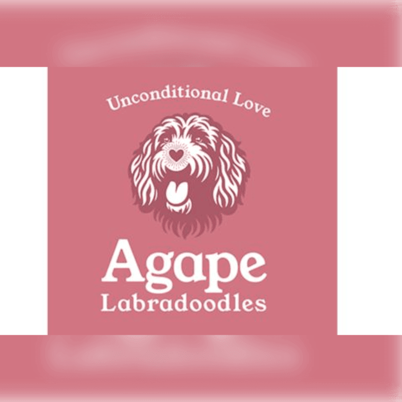 A stylized doodle dog with a heart on its chest is centered on a pink background with the words "Unconditional Love" above and "Agape Labradoodles" below.