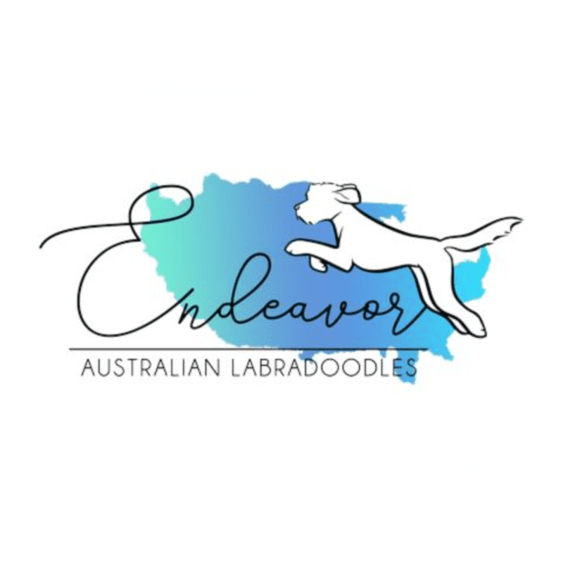 A white line-art dog leaps across a watercolor-style blue and green shape, with the word "Endeavor" written in cursive and "AUSTRALIAN LABRADOODLES" in block letters below.