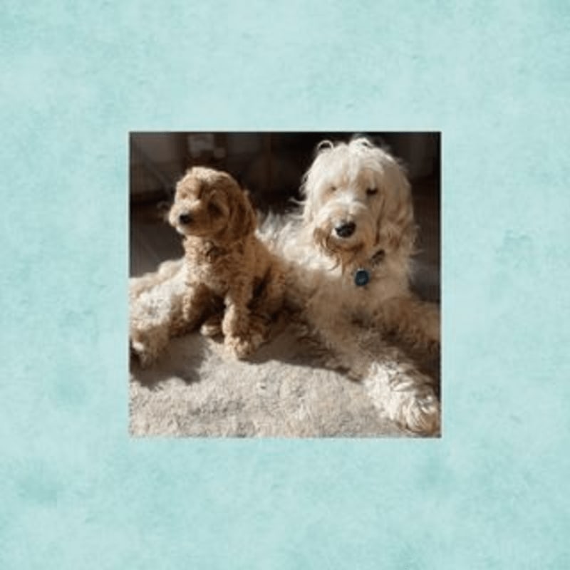 Two fluffy dogs, one small and sitting, the other larger and lying down, are captured in a square frame against a soft, textured blue background.