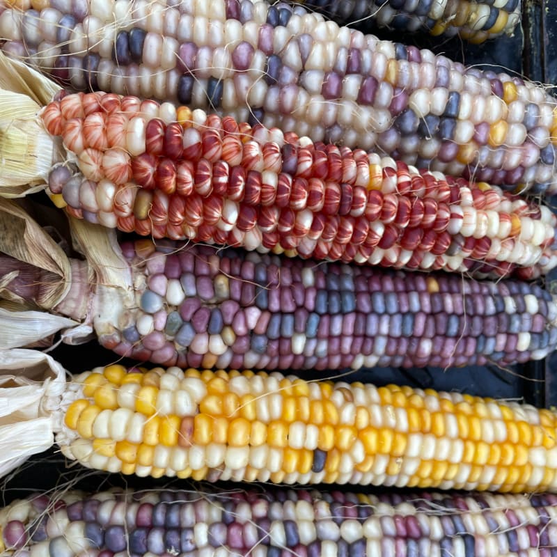 Several ears of colorful, dried Indian corn with kernels in shades of red, purple, yellow, and white are stacked in the foreground, with a dark, textured background.