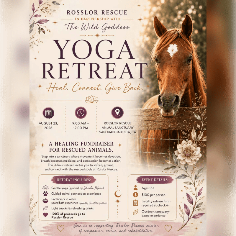 A horse's head is in the foreground against a background of a yoga retreat flyer.