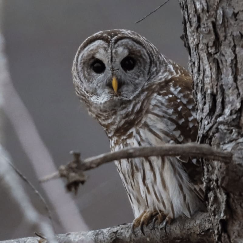 A barred owl with striking facial markings perches on a tree branch against a soft, blurred background.