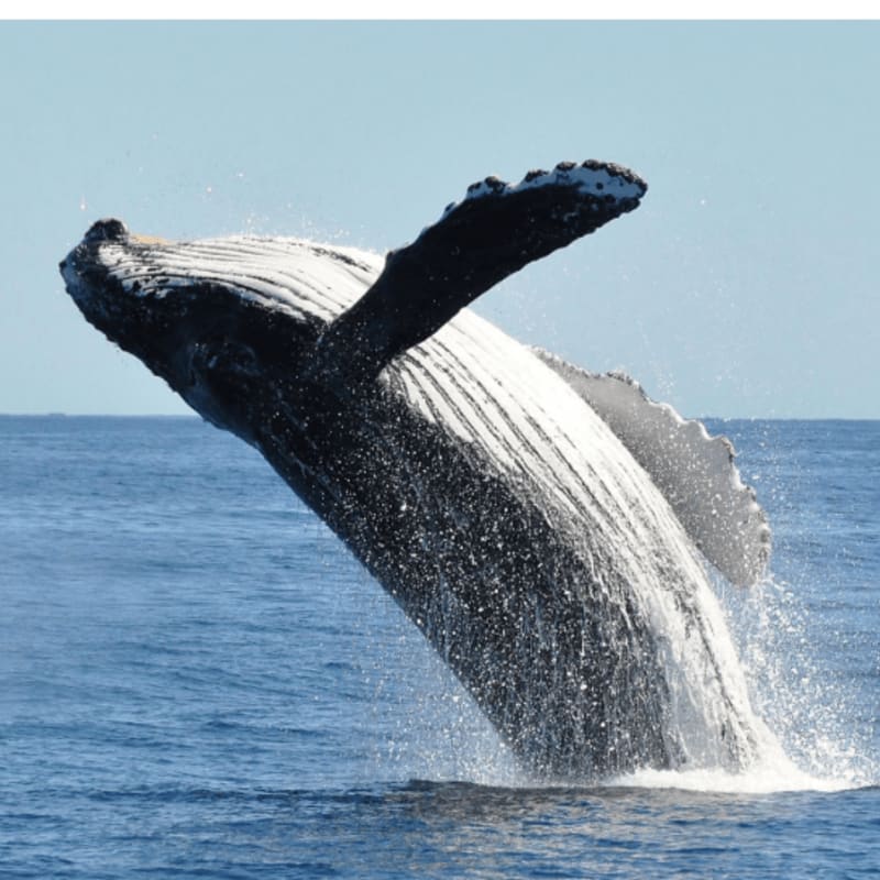 A humpback whale breaches from the ocean, its body arcing against a clear blue sky.