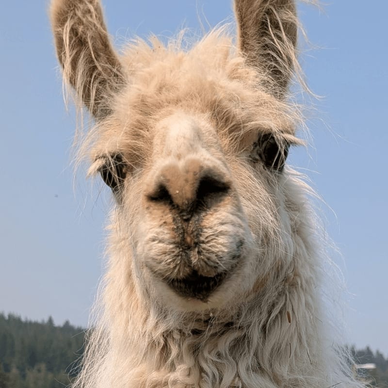 A fluffy white llama's face fills the foreground against a background of distant trees and a clear blue sky.