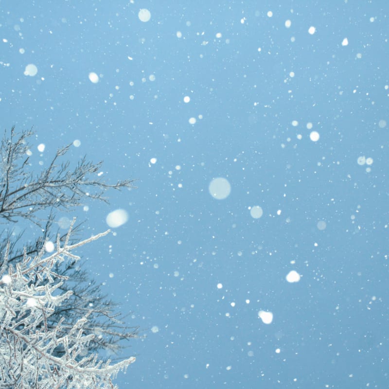 trees and snowdrop