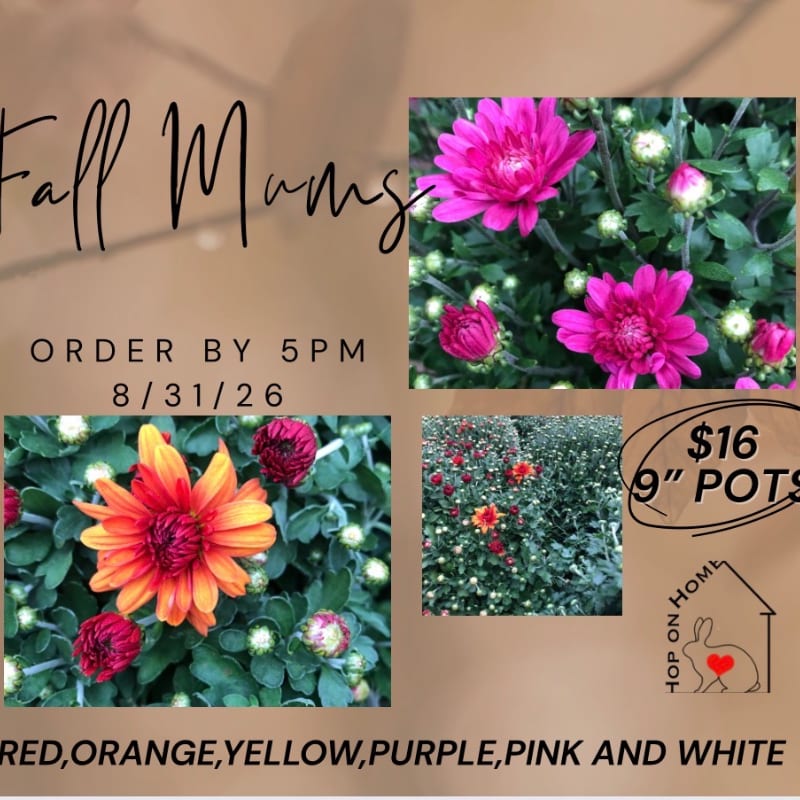 In the foreground, vibrant red and orange mums are displayed alongside text about ordering and pricing, while the background features a collage of pink mums and a garden of various colored mums.