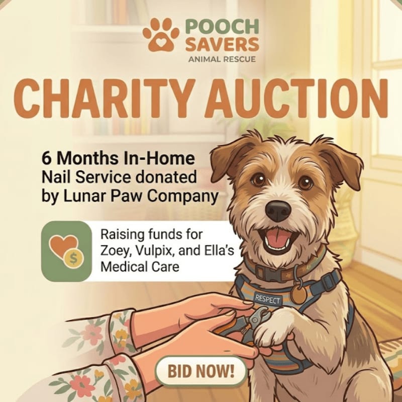 A happy dog in a harness sits in the foreground, while hands prepare to bid on a charity auction for animal rescue in the background.