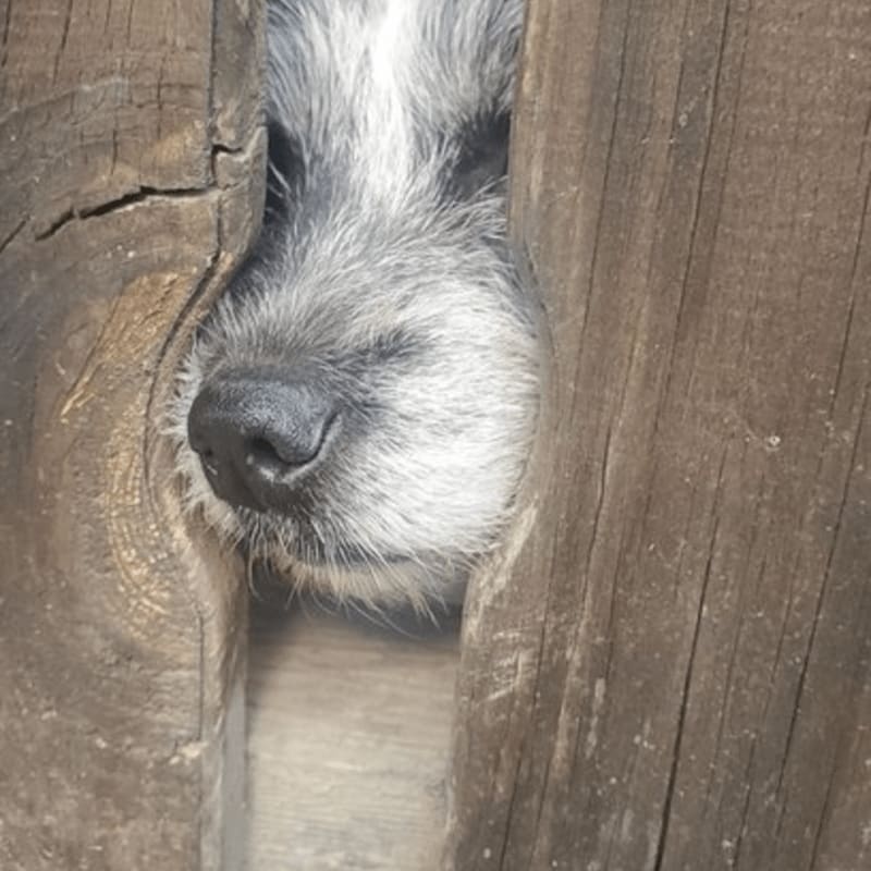 A dog's snout and eyes peek through a gap in weathered wooden planks.