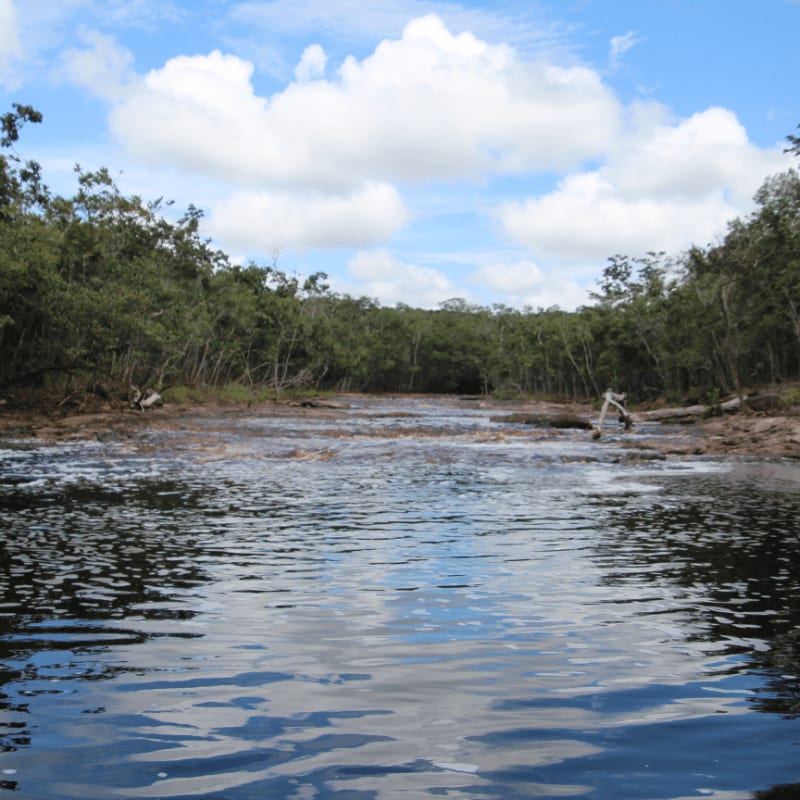 Dark, rippling water fills the foreground, leading to a shallow, muddy riverbed lined with dense green trees under a bright blue sky with fluffy white clouds.