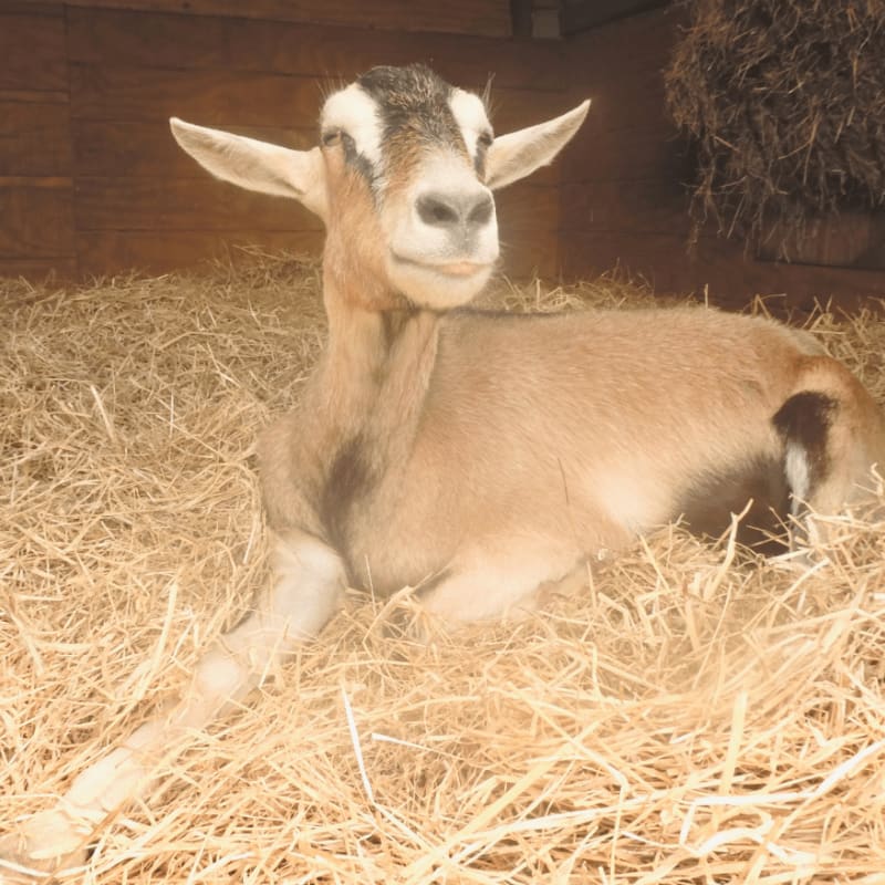 A light brown goat with white markings on its face rests comfortably on a bed of straw in a barn, with a bale of hay visible in the background.