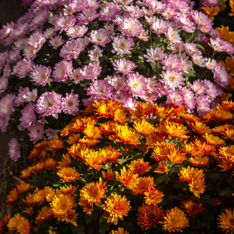 Pink and orange chrysanthemums in full bloom.
