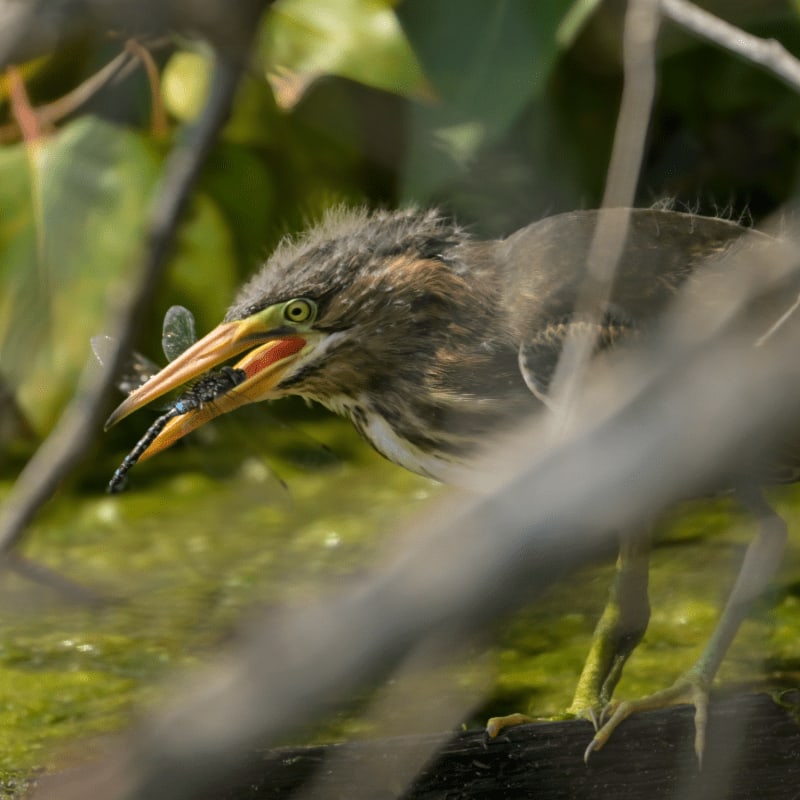 A green heron with a dragonfly in its beak stands in shallow, algae-covered water, framed by blurred branches and lush green foliage.