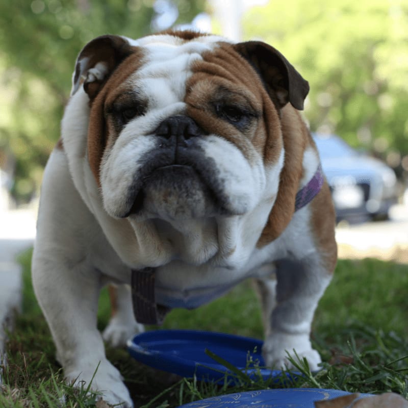 white and brown short coated dog on green grass during daytime