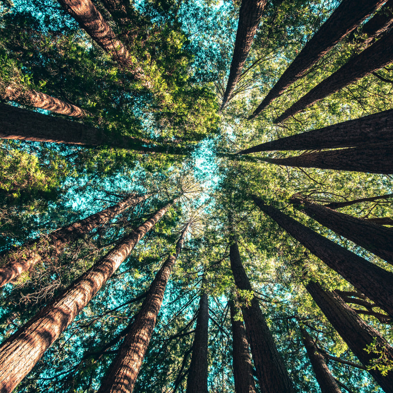 low angle photography of trees at daytime