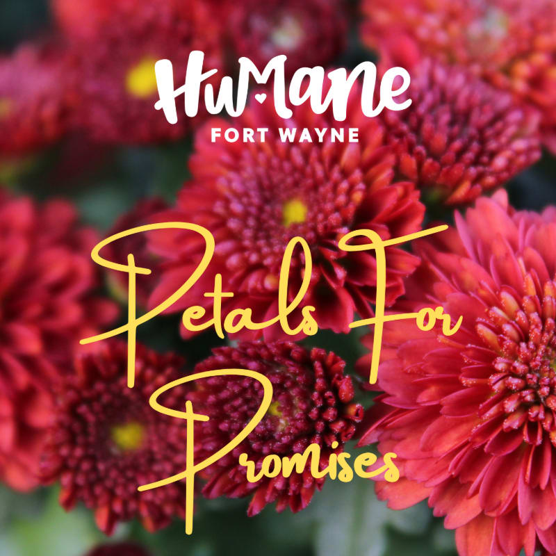 A close-up of vibrant red chrysanthemum blooms fills the foreground, with the text "Petals for Promises" overlaid, while the background is a soft blur of more red flowers and a hint of green foliage.