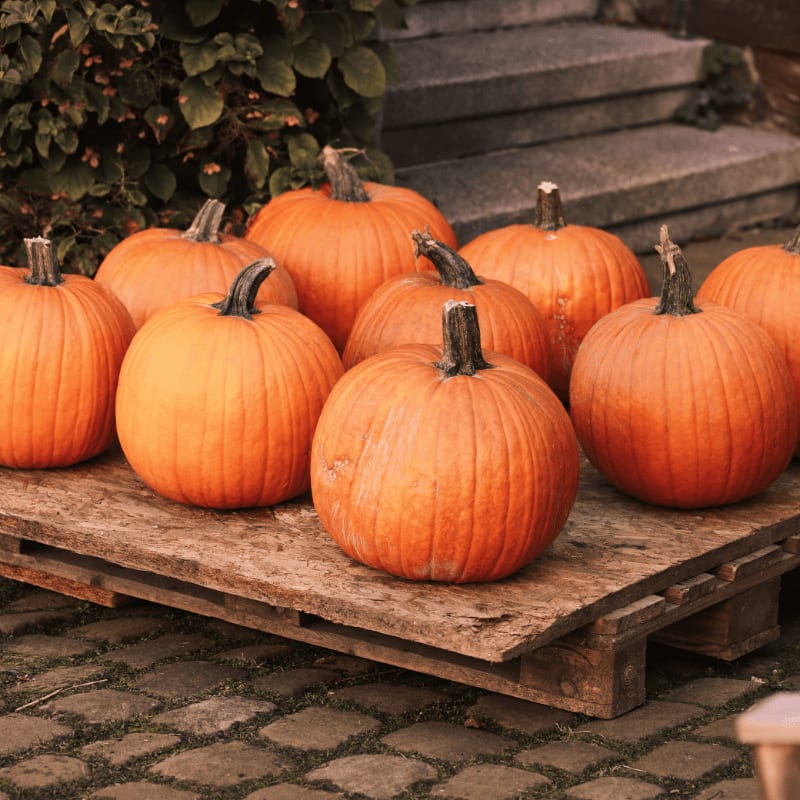 A collection of bright orange pumpkins rests on a wooden pallet in the foreground, with a blurred background of stone steps and greenery.
