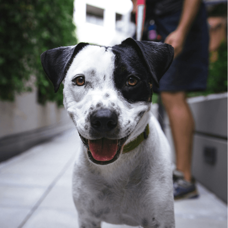 white and black American pit bull terrier at daytime