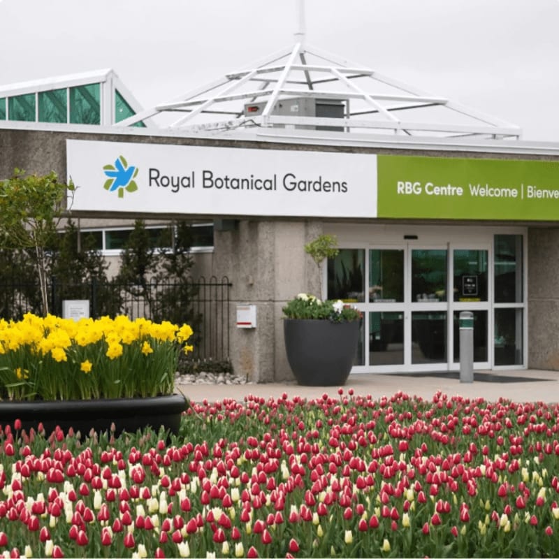 A vibrant field of red and white tulips fills the foreground, leading to the entrance of the Royal Botanical Gardens building, which is flanked by yellow daffodils and a large grey planter.