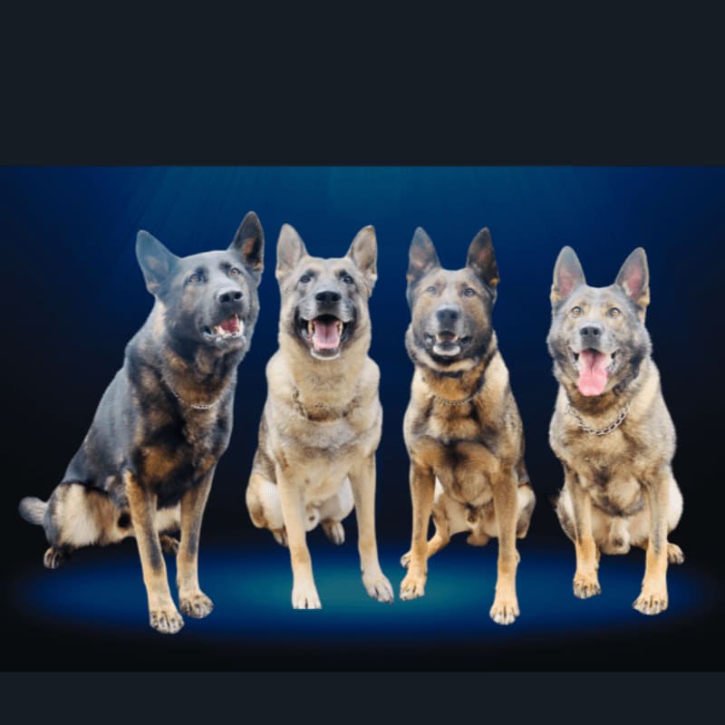 Four German Shepherd dogs sit attentively in the foreground against a dark, gradient blue background.