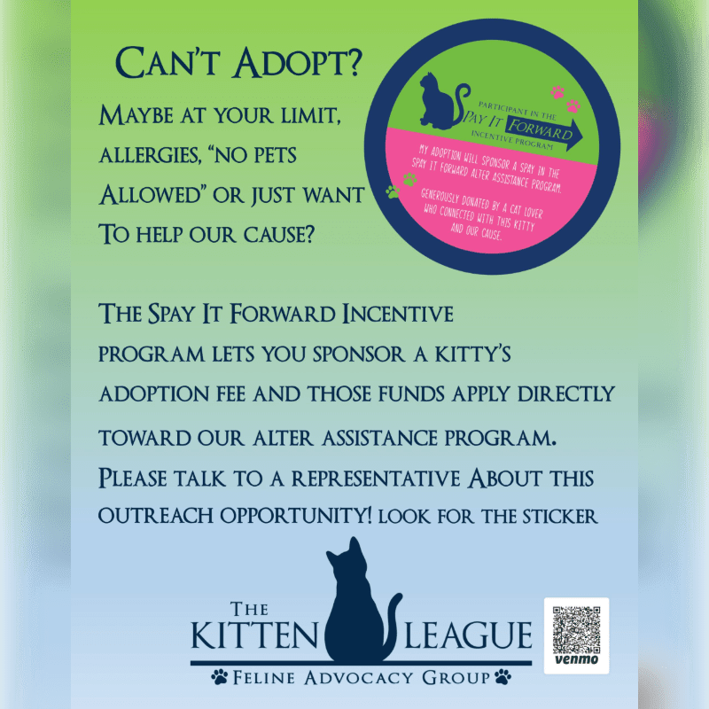A flyer for The Kitten League's "Spay It Forward" program features a silhouette of a cat in the foreground against a gradient background with text and a circular logo.