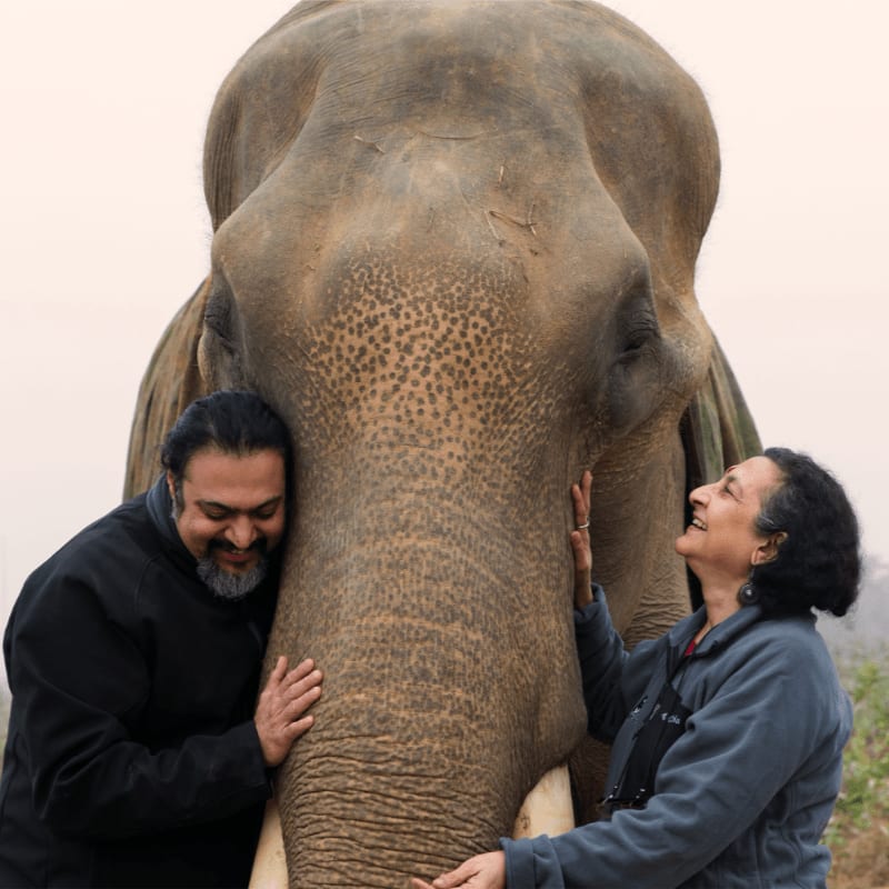 A man and a woman gently touch the trunk of a large elephant, with a soft, hazy background.