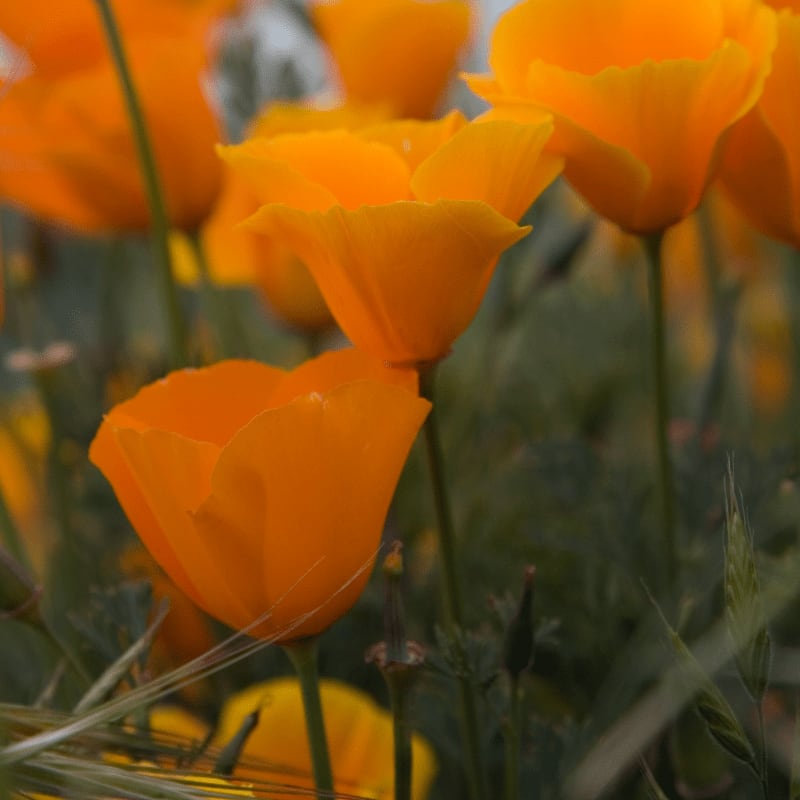 Vibrant orange California poppies bloom in the foreground, with a soft, blurred background of more flowers and greenery.