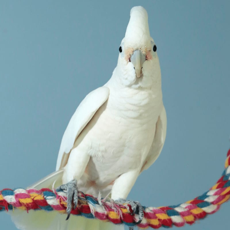 A white cockatoo with a raised crest perches on a colorful rope against a plain blue background.