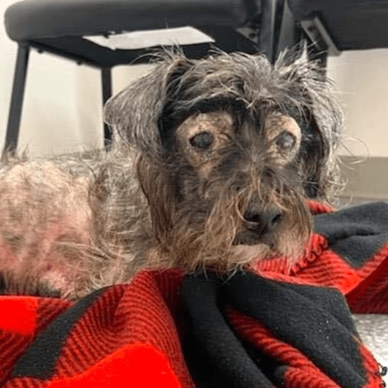 A scruffy terrier mix rests on a red and black plaid blanket in front of a black stool.