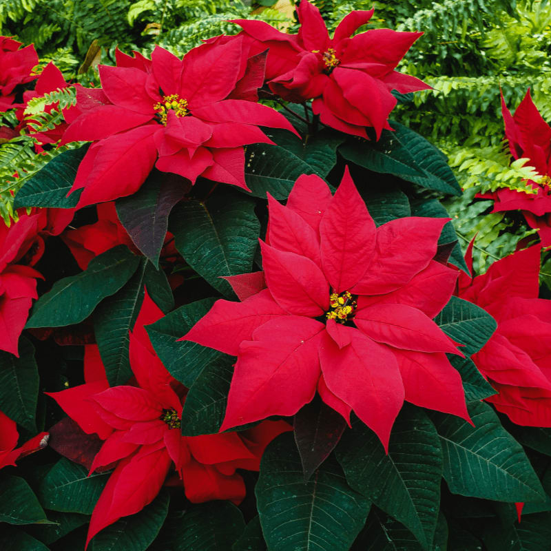 red flowers with green leaves