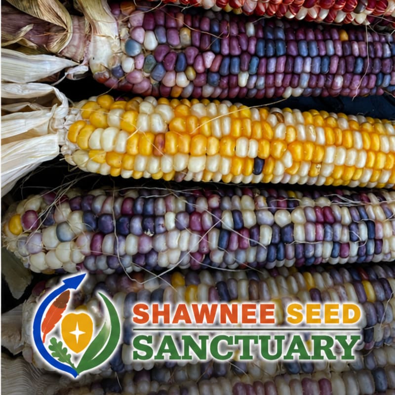 A stack of colorful ears of ornamental corn fills the foreground, with a logo for "Shawnee Seed Sanctuary" superimposed on the bottom right.