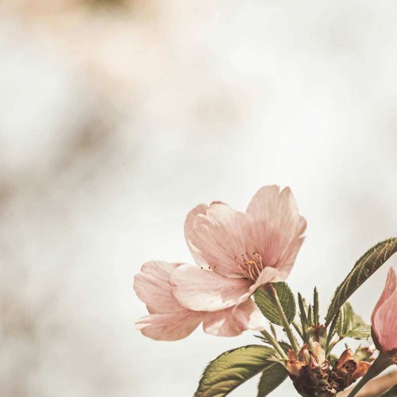 selective focus photography of pink petaled flower