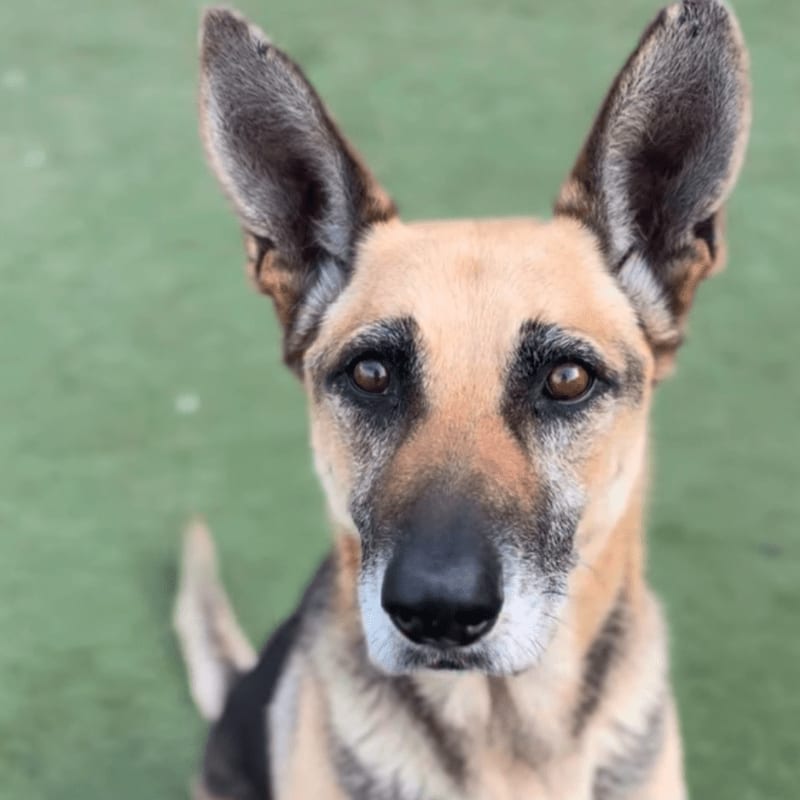 A German Shepherd with alert ears looks forward against a blurred green background.