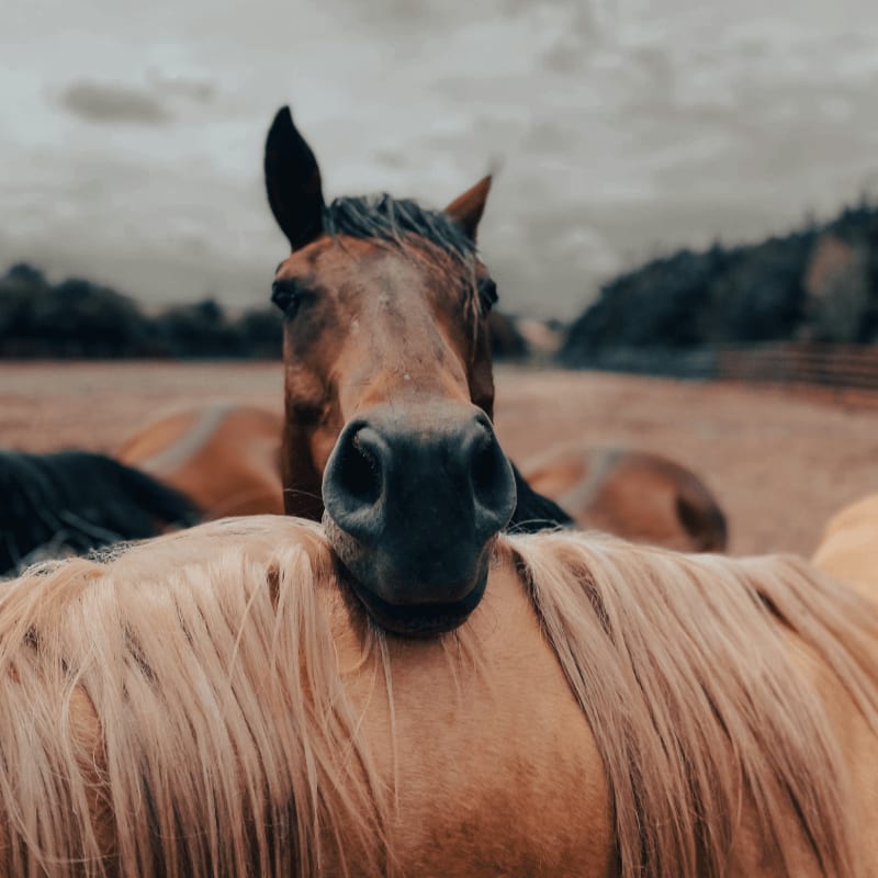 brown and black horse on brown field during daytime