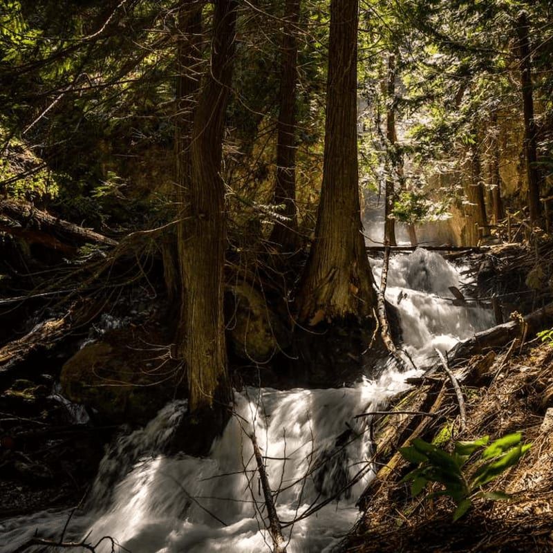 Sunlight filters through the dense forest canopy, illuminating a rushing waterfall cascading over mossy rocks in the foreground.