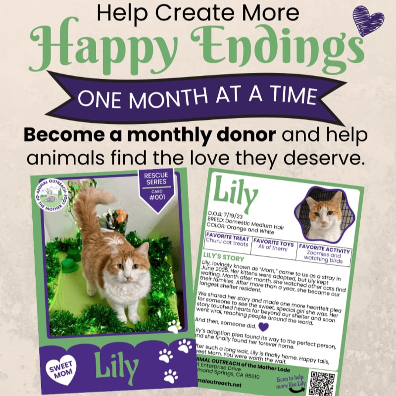 A fluffy orange and white cat named Lily is featured on a card in the foreground, with a purple banner and text about becoming a monthly donor in the background.